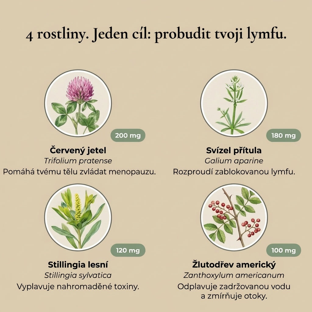 Lymforia® — Élixir de drainage lymphatique